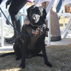 Black dog at the Nelson Welcome Home event